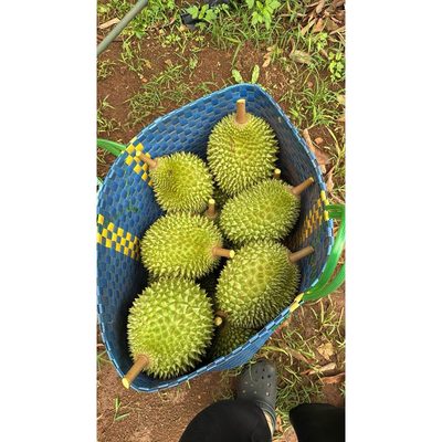 Sầu Riêng Ri6 Cơm Vàng Hạt Lép Khay 500g #3